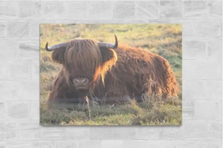 Foto op aluminium (Geborsteld, Binnen, Zonsopkomst in natuurgebied)